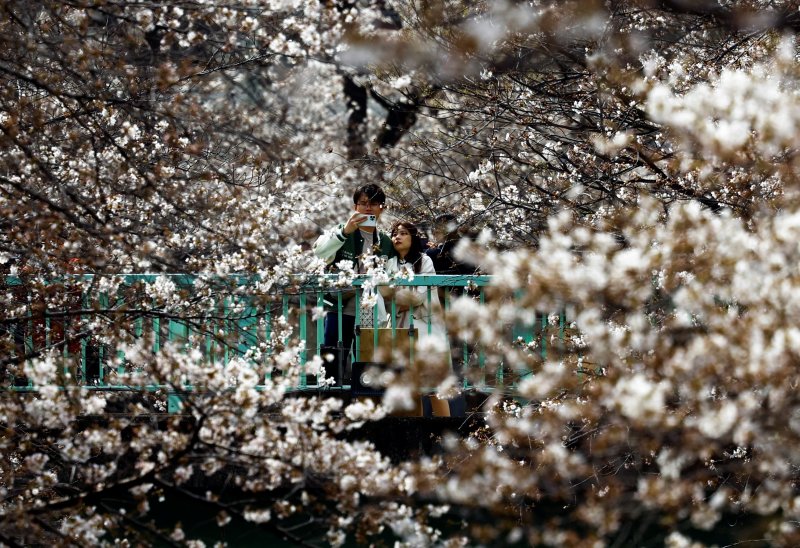 지난 2일 한 남성이 일본 도쿄의 다리 위에서 스마트폰으로 만개한 벚꽃을 촬영하고 있다. 연합뉴스