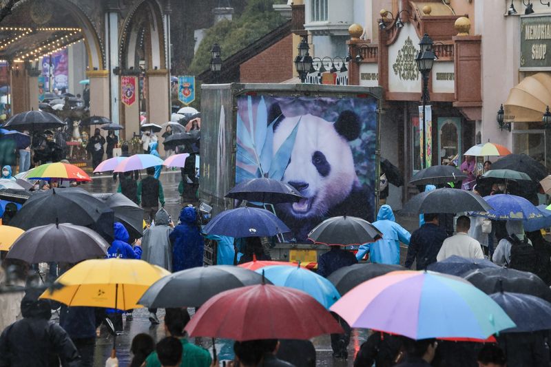 비가 내리는 궂은 날씨에도 푸바오를 응원하려 모인 팬들이 3일 에버랜드를 빠져나오는 푸바오가 탄 무진동 특수차량을 배웅하고 있다. 에버랜드 제공