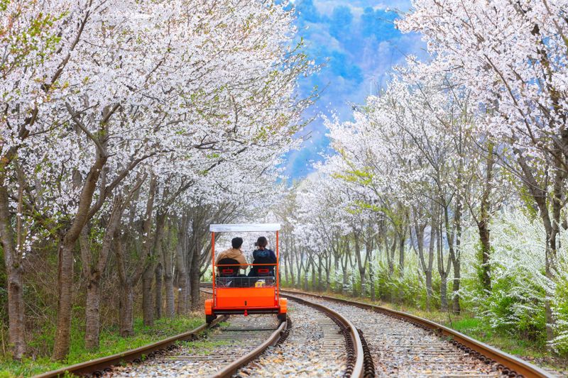 벚꽃 터널을 지나는 경기 가평 레일바이크. 한국관광공사 제공
