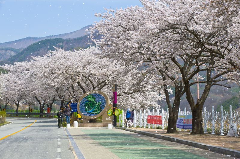 꽃비가 내리는 경북 영천 임고강변공원. 한국관광공사 제공