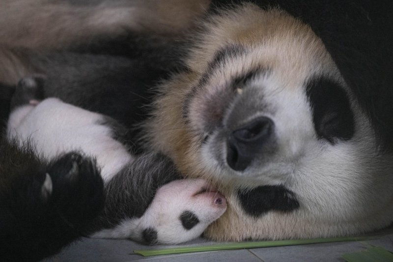 푸바오가 생후 50일을 맞은 모습. 몸무게 197g 출생한 푸바오는 50일째 몸무게가 태어날 때의 10배인 2kg로 늘었다. 검은 조끼를 입은 듯한 특유의 무늬가 뚜렷해지며 제법 판다다운 모습으로 성장하고 있다.(에버랜드 제공)2020.9.10/뉴스1