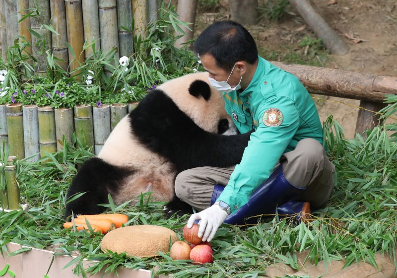 푸바오가 첫돌을 맞이한 20일 오전 경기도 용인시 처인구 에버랜드 판다월드에서 강철원 사육사에게 매달리고 있다. 2021.7.20/뉴스1 ⓒ News1 김영운 기자