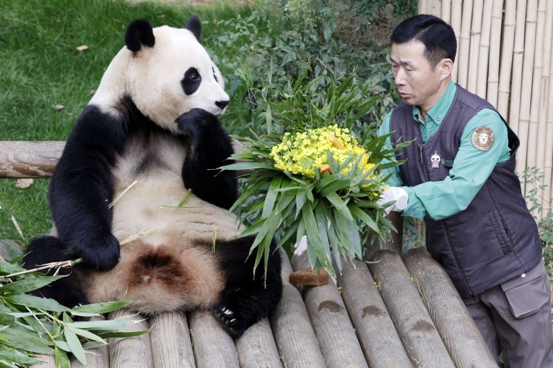 푸바오가 일반 관람객들을 만나는 마지막 날인 3일 오전 경기 용인시 에버랜드 판다월드 실내 방사장에서 강철원 사육사가 푸바오에게 유채꽃과 먹이를 선물하고 있다. 2024.3.3/뉴스1 ⓒ News1 사진공동취재단