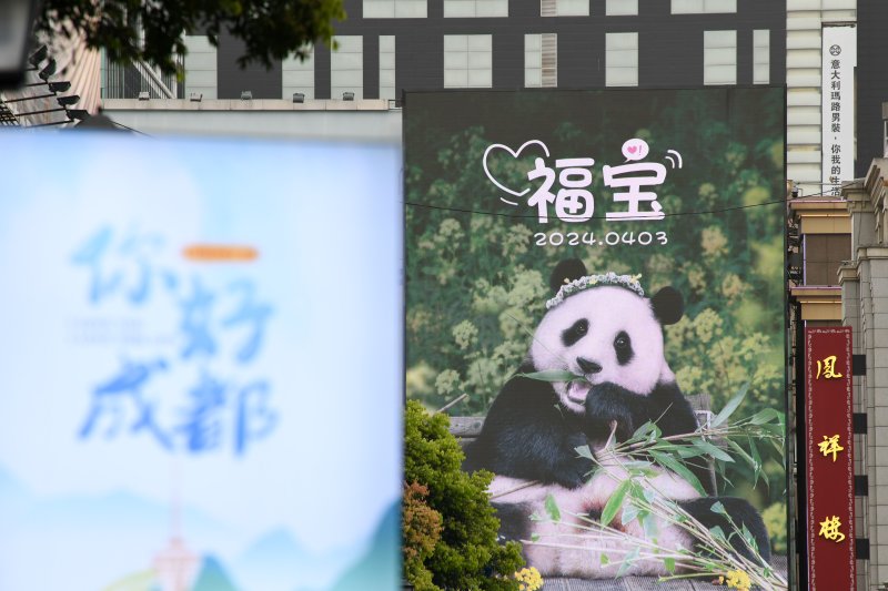 3일 중국 남서부 쓰촨성 청두 시내에 자이언트 판다 푸바오의 광고가 게시돼 있다. 푸바오는 자이언트판다보전연구센터 워룽 선수핑 기지에서 한 달간 격리하며 중국 생활을 적응할 예정이다. 신화통신 뉴시스