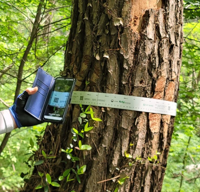산림청 관계자가 소나무 재선충병 고사목에 둘러진 이력관리 띠의 QR코드를 스마트폰으로 인식해 나무의 좌표값과 직경 등의 정보를 확인하고 있다.