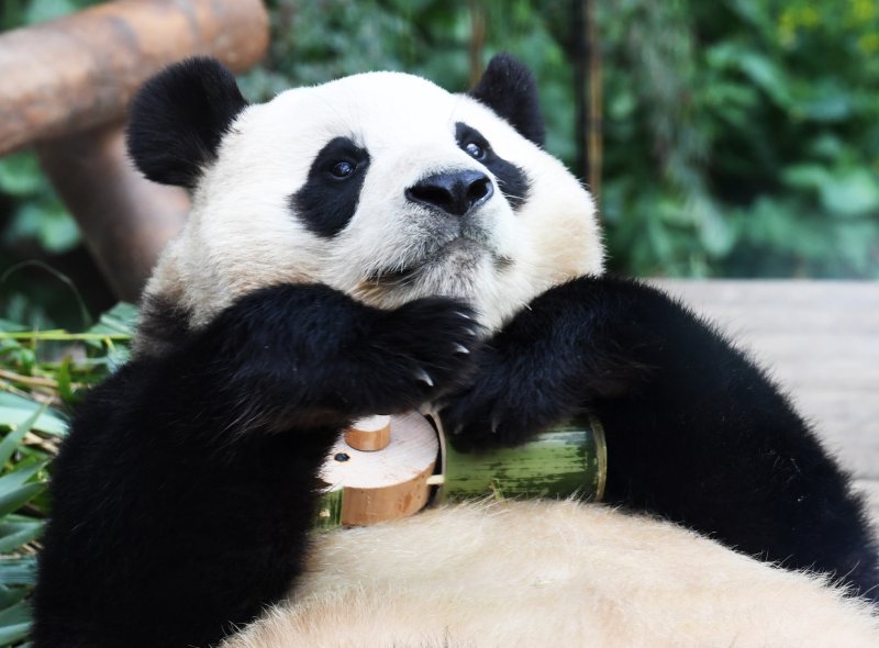 [용인=뉴시스] 사진공동취재단 = 대중에 공개 마지막 날인 푸바오가 3일 경기 용인시 에버랜드 판다월드에서 강철원, 송영관 사육사가 선물한 대나무 장난감을 안고 누워 있다. 푸바오는 오는 4일부터 판다월드 내실에서 야생동물 이동에 대한 국제 규정에 따라 건강, 검역 관리를 받고 이송 케이지 사전 적응 훈련도 진행한다. 2024.03.03. photo@newsis.com