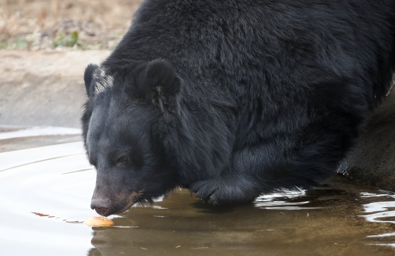 [서귀포=뉴시스] 우장호 기자 = 지난 1월5일 오전 제주 서귀포시 성산읍 수산리 제주자연생태공원에 입주한 반달가슴곰이 적응기간을 마치고 생태학습장에서 즐겁게 놀고 있다. 제주에 보금자리를 튼 반달가슴곰 4마리는 곰 사육 종식을 준비하는 과정에서 보호시설로 이송된 개체다. 지난해 1월 환경부와 지방자치단체, 곰 사육농가, 동물단체는 2025년까지 곰 사육 종식을 합의했다. 2024.01.05. woo1223@newsis.com