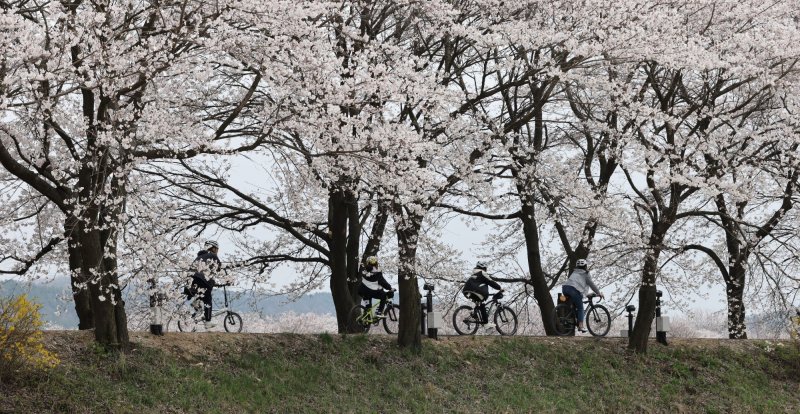 충북 보은군 보은읍 벚꽃길에서 학생들이 자전거를 타며 봄기운을 만끽하고 있다. (보은군 제공) /뉴스1