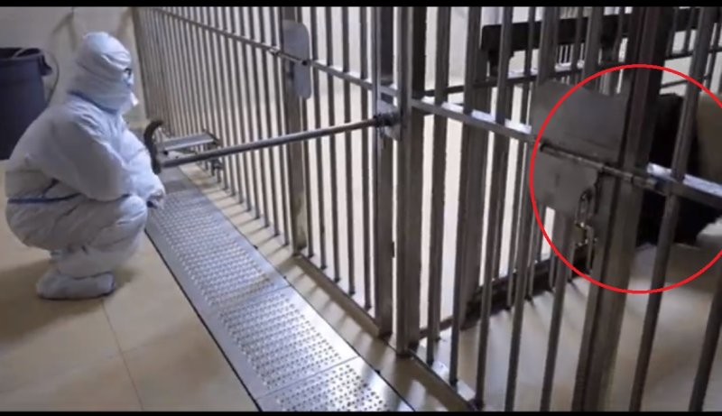 [서울=뉴시스] 지난 3일 한국을 떠나 중국 쓰촨성 워룽선수핑기지에 도착한 자이언트 판다 푸바오가 격리 생활을 어렵게 적응 중인 것으로 알려졌다. 푸바오(빨간색 원)와 새 사육사의 어색한 모습. <사진출처: 웨이보> 2024.04.08