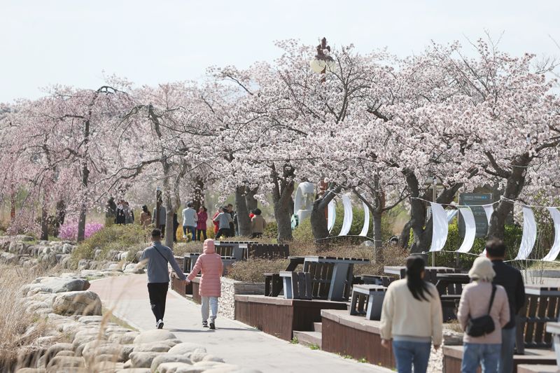 강릉 경포호수를 찾은 나들이객들이 활짝핀 벚꽃길을 따라 즐거운 한때를 보내고 있다. 강릉시 제공