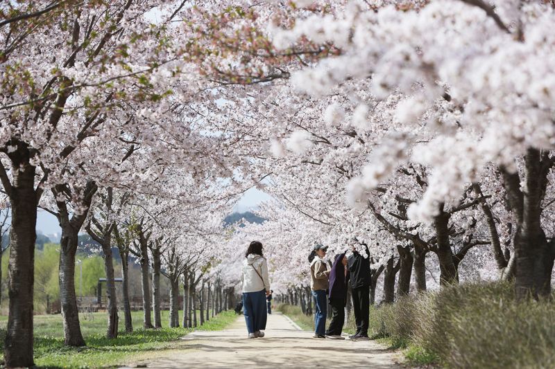 강릉 경포호수 벚꽃이 만개한 가운데 가족단위 나들이객들이 벚꽃길을 따라 걸으며 추억을 쌓고 있다. 강릉시 제공