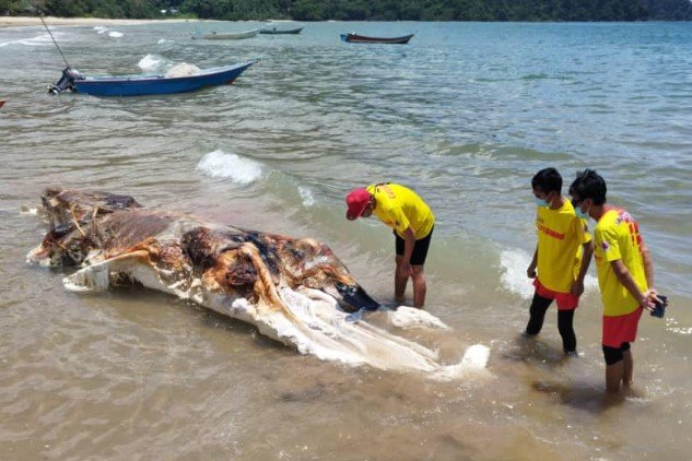 [서울=뉴시스] 지난 5일(현지시각) 말레이시아의 한 해변에서 의문의 동물 사체가 발견됐다고 과학전문매체 라이브사이언스 등이 6일 보도했다. 사진은 해당 사체. (사진=APM Sarawak 페이스북 갈무리) 2024.04.11. *재판매 및 DB 금지