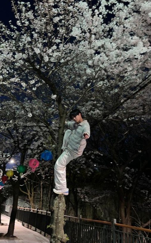 최성준, 벚꽃나무 위 올라가 인증…"공인답게 행동하라" 지적 쇄도 [N샷]