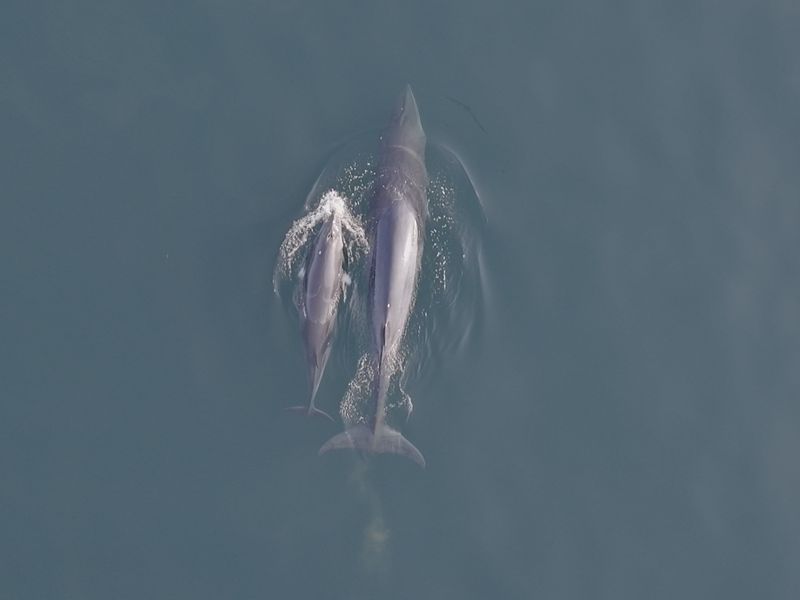 울릉도 인근에서 지난 2일 촬영된 어미 밍크고래와 새끼 밍크고래의 전신. 국립수산과학원 제공