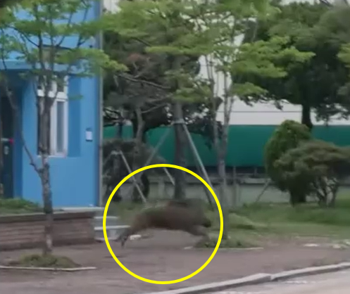 대구의 한 초등학교에 출몰한 멧돼지가 교정을 뛰어다니고 있다./사진=대구소방안전본부, 연합뉴스