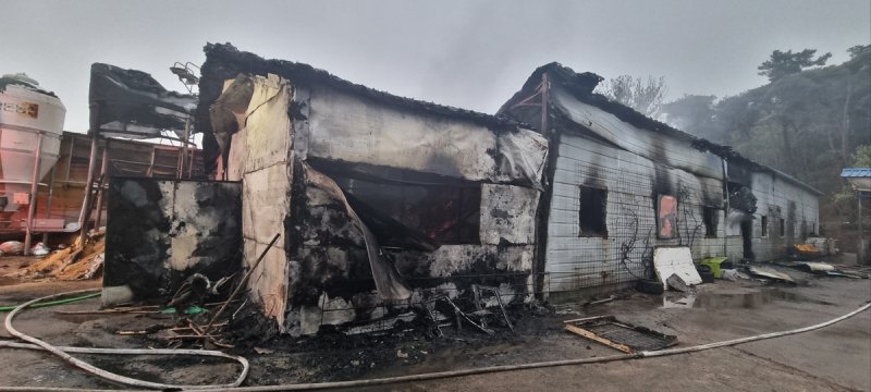 충남 서산서 돈사 화재…돼지 180마리 폐사 - 파이낸셜뉴스
