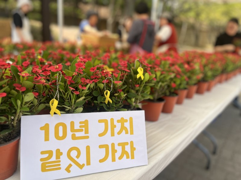 14일 안산 단원고 앞에서는 세월호 10주기를 앞두고 꽃기린 화분 나눔 행사가 진행됐다. / 뉴스1 박혜연 기자