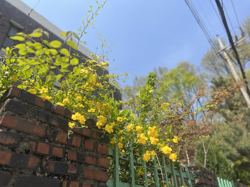 단원고 세월호 추모 조형물로 가는 길 담장에 노란 꽃이 피었다. / 뉴스1 박혜연 기자