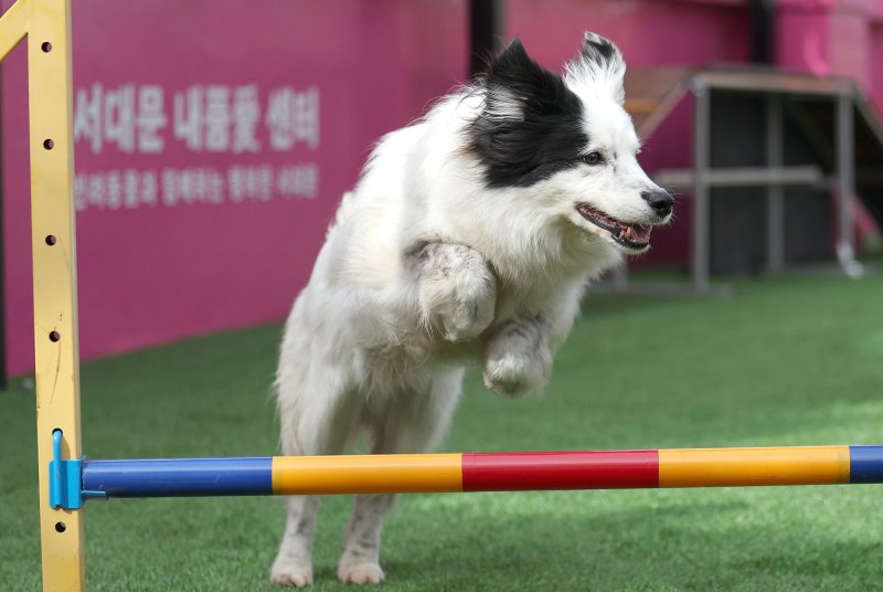 홍천군 반려동물 문화축제·세계애견연맹 국제 도그쇼 개최