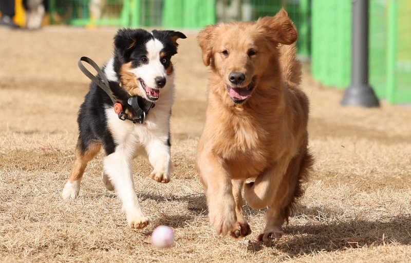 지난 1월 대구 달서구 장동에 조성된 반려견 놀이터에서 강아지들이 뛰놀고 있다. 뉴시스
