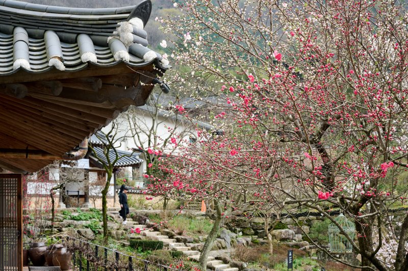 자연과 전통의 멋을 현대적으로 재탄생시킨 전북 완주 오성한옥마을