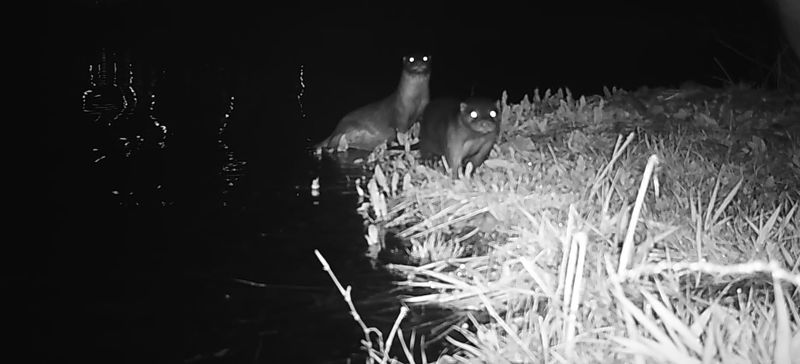 지난 3월 울산 울주군 회야강에서 무인관찰카메라에 찍힌 수달. 울산시 제공