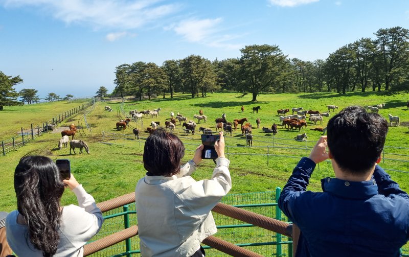 [제주=뉴시스] 우장호 기자 = 맑은 날씨를 보인 24일 오전 제주시 용강동 마방목지를 찾은 관광객들이 천연기념물 제347호 제주마를 배경으로 사진을 찍으며 즐거운 시간을 보내고 있다. 2024.04.24. woo1223@newsis.com