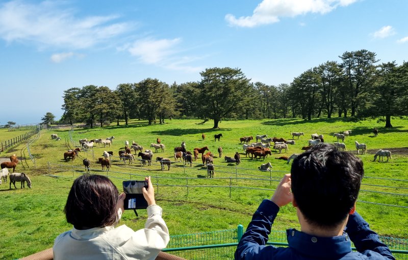 [제주=뉴시스] 우장호 기자 = 맑은 날씨를 보인 24일 오전 제주시 용강동 마방목지를 찾은 관광객들이 천연기념물 제347호 제주마를 배경으로 사진을 찍으며 즐거운 시간을 보내고 있다. 2024.04.24. woo1223@newsis.com