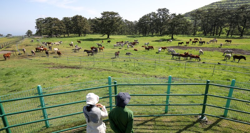 [제주=뉴시스] 우장호 기자 = 맑은 날씨를 보인 24일 오전 제주시 용강동 마방목지를 찾은 시민들이 천연기념물 제347호 제주마를 사진으로 담으며 즐거운 시간을 보내고 있다. 2024.04.24. woo1223@newsis.com