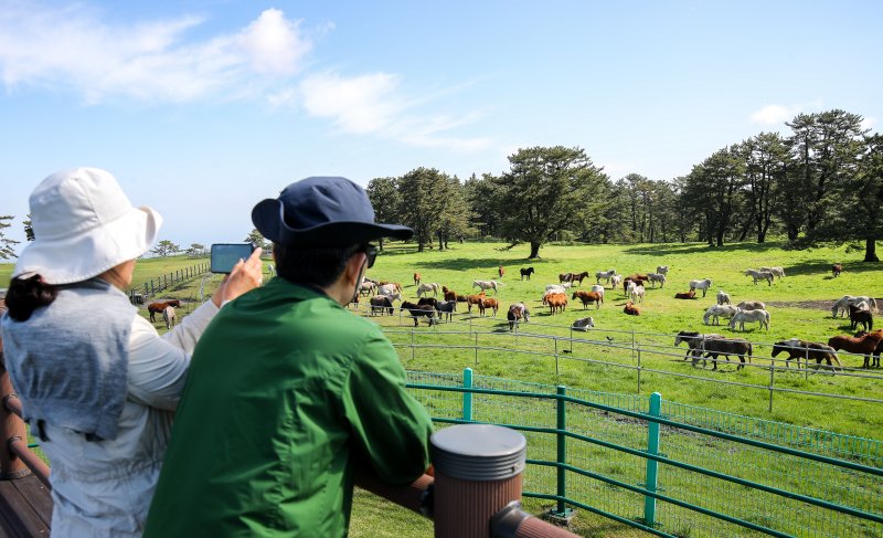 [제주=뉴시스] 우장호 기자 = 맑은 날씨를 보인 24일 오전 제주시 용강동 마방목지를 찾은 시민들이 천연기념물 제347호 제주마를 사진으로 담으며 즐거운 시간을 보내고 있다. 2024.04.24. woo1223@newsis.com