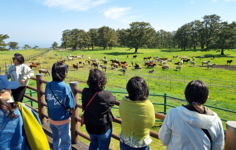 [제주=뉴시스] 우장호 기자 = 맑은 날씨를 보인 24일 오전 제주시 용강동 마방목지를 찾은 관광객들이 천연기념물 제347호 제주마를 배경으로 사진을 찍으며 즐거운 시간을 보내고 있다. 2024.04.24. woo1223@newsis.com