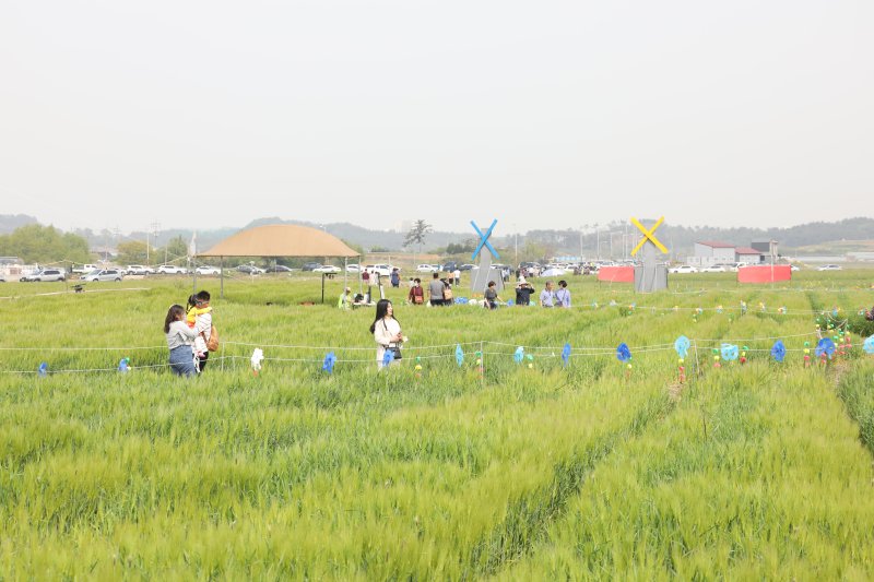 전북 군산 꽁당보리축제 자료사진.
