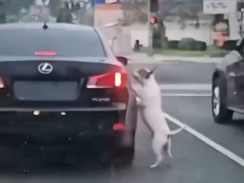 "버리지 마세요"…떠나는 주인 차 쫓아간 개