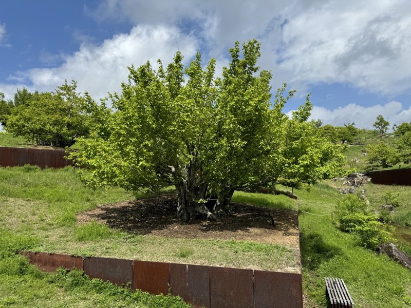 사유원 풍설기천년에 심긴 모과나무의 모습. ⓒ News1 김형준 기자