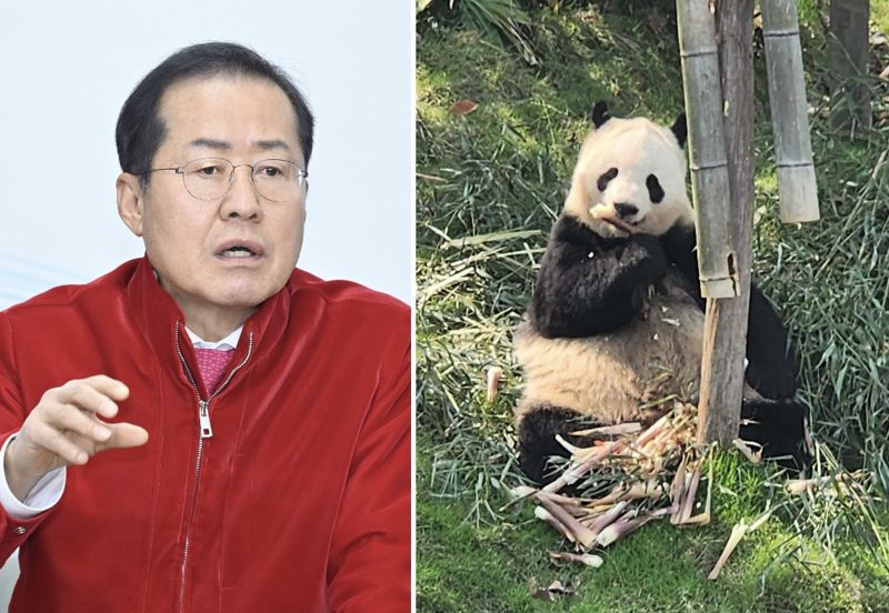 푸바오 고향 간 홍준표 "판다 팔자 사람보다 훨씬 낫다"