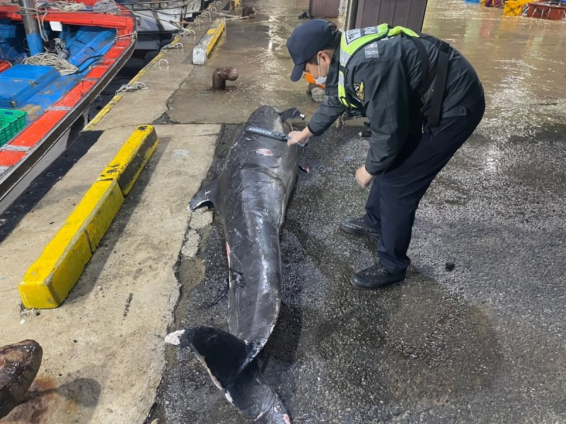 불법 포획 흔적 확인하는 해경 [속초해양경찰서 제공. 재판매 및 DB 금지]