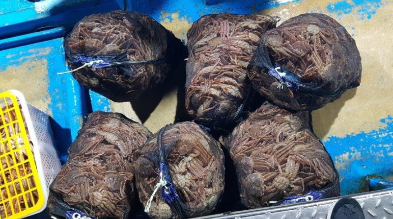 해경에 적발된 어린 대게 불법 포획 (출처=연합뉴스)