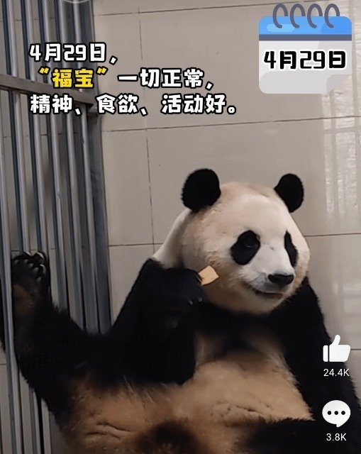 중국 판다보호연구센터가 지난 1일 중국 웨이보에 공개한 푸바오의 격리 생활을 담은 영상. 뉴스1