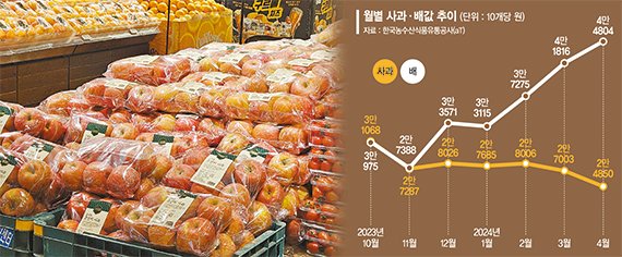 2일 서울의 한 대형마트에 사과가 진열돼 있다. 한국농수산식품유통공사(aT)에 따르면 이날 사과 10개 평균 소매가는 2만7669원으로 전년비 15.1% 올랐다. 사진=이정화 기자