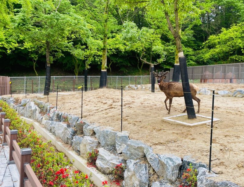 광주 우치동물원이 철조망으로 둘러싸인 낙후된 사슴사를 친환경적으로 새 단장해 어린이날을 앞둔 3일 재개장했다. 광주 우치동물원 제공