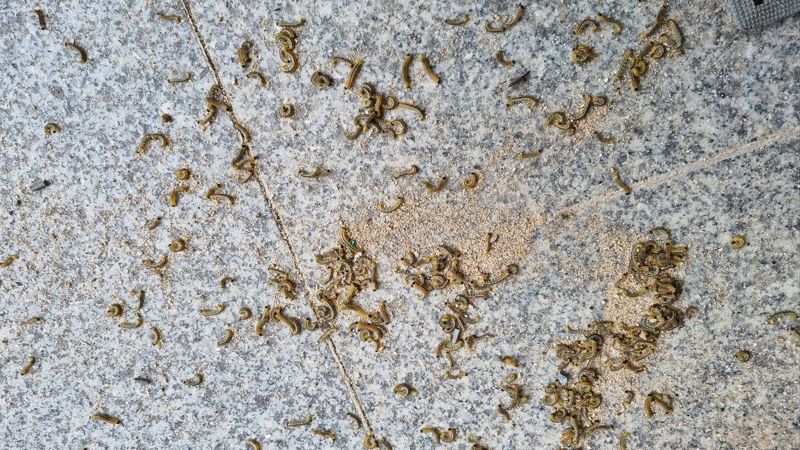 8일 해운대구는 방제차를 동원해 송운초등학교에 출몰한 벌레 무리 방제작업에 나섰다. 사진은 오리나무잎벌레 유충. 해운대구 제공