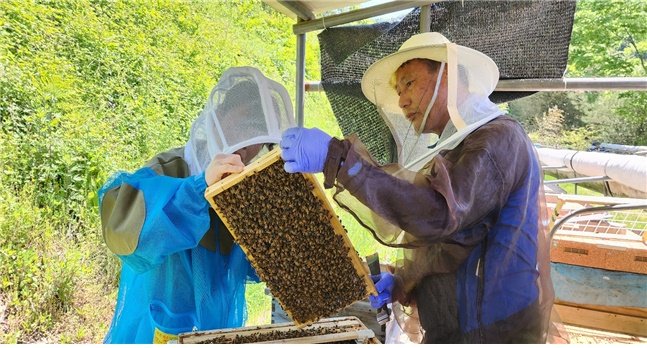 [전주=뉴시스]윤난슬 기자 = 병해충 모니터링 및 꿀벌 응애 조사 모습.(사진=농진청 제공) /사진=뉴시스