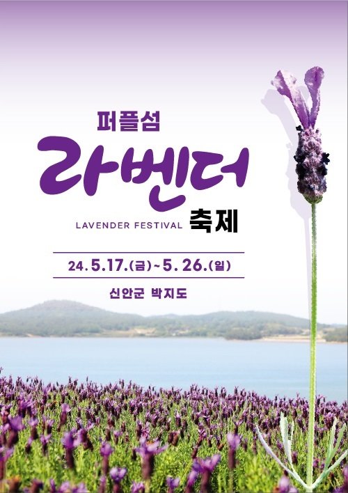 "2000만 송이 보라꽃 향기" 신안 퍼플섬 '라벤더 축제'