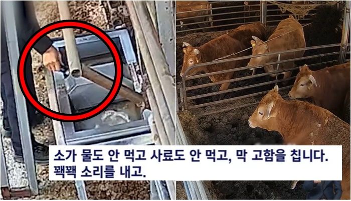 "OOO 쳤냐?" 한우 중간판매업자가 소 매입가 낮추려고 한 짓