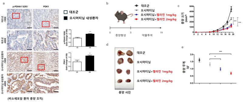 부산대·고신대 한·양방 공동연구, 폐암 항암제 내성 극복 '실마리'