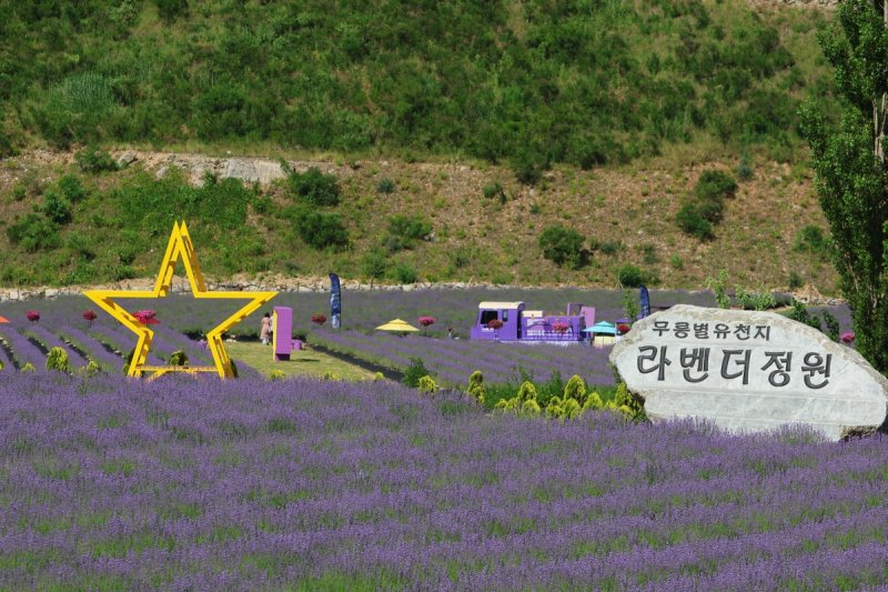 무릉별유천지서 펼쳐지는 '보랏빛 향연'…낭만 가득 라벤더 축제