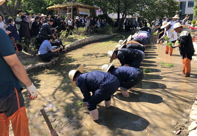 울산시청 정원에 조성된 논에서 16일 김두겸 울산시장, 농업인, 시민 대표 등이 전통적인 방법으로 모내기를 실시하고 있다. 총 210㎡ 면적의 이 논은 친환경 농법으로 경작하기 위해 미꾸라지와 우렁이가 함께 방생됐다. 사진=최수상 기자