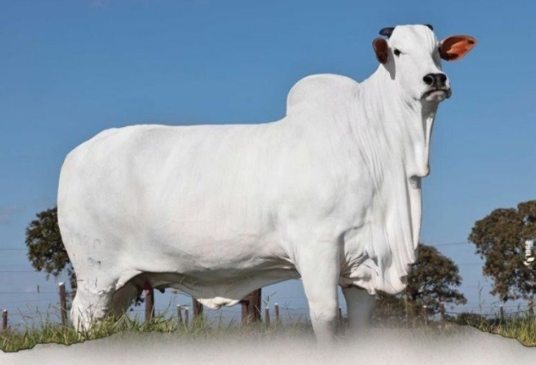 '56억' 세계에서 가장 비싼 소, 경매에 나오는 까닭