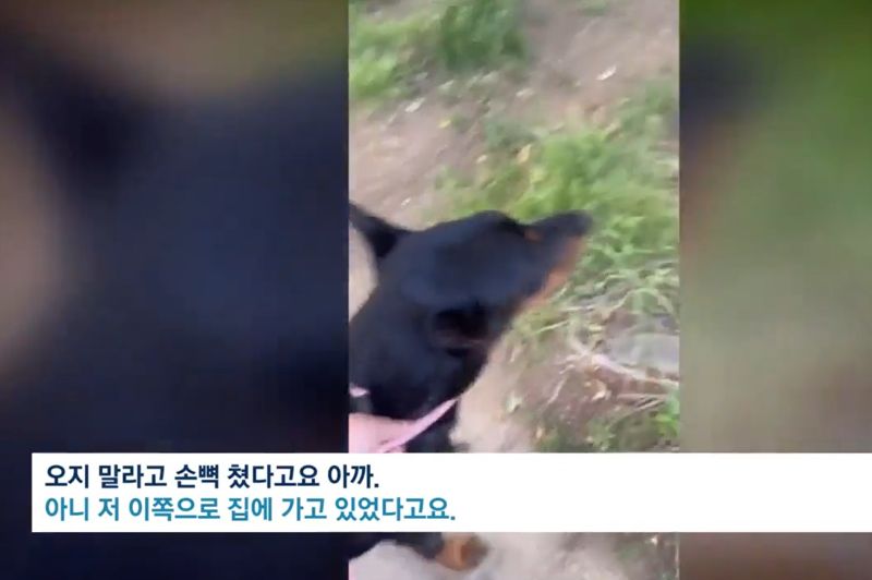 산책 중이던 대형견에게 다가와 개가 진짜 물지 않는지 시험하기 위해 일부러 자극한 남성의 행동이 논란이 되고 있다. /사진=인스타그램 캡처