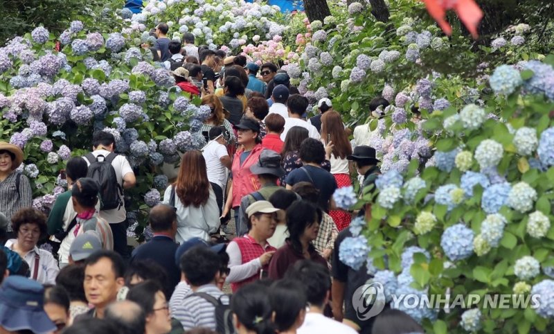 2019년 열린 태종대 수국 축제 태종대 수국 축제 북적 (부산=연합뉴스) 조정호 기자 = 30일 부산 영도구 태종대유원지 내 태종사에 여름꽃 수국 만개해 나들이객들이 북적거리고 있다. 태종사 일대에는 30여 종 수국 5천여 그루가 군락을 이뤄 여름 명소가 되고 있다. 29일 개막한 태종대 수국꽃 문화 축제는 7월 7일까지 계속된다. 2019.6.30 ccho@yna.co.kr (끝)